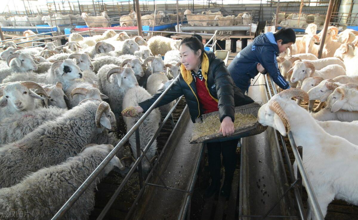 全国羊价上涨趋势更新，最新消息与影响分析